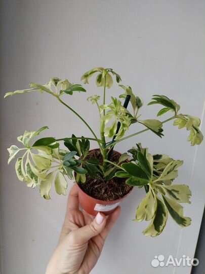 Шефлера Жанин