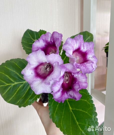 Глоксиния 3 цвета