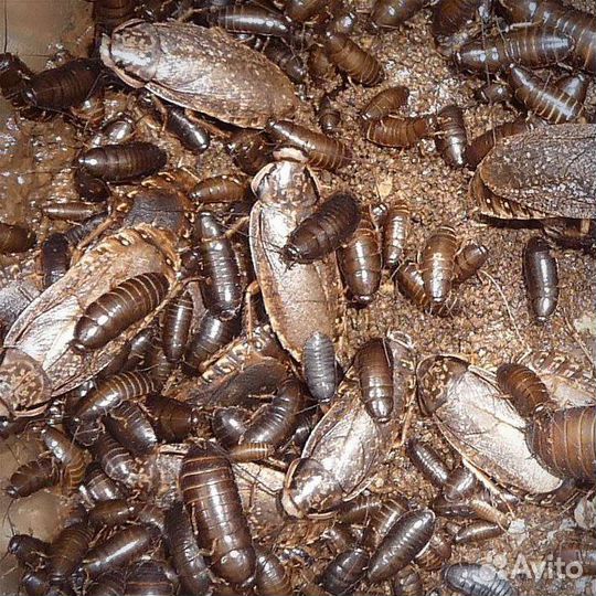 Мраморный таракан