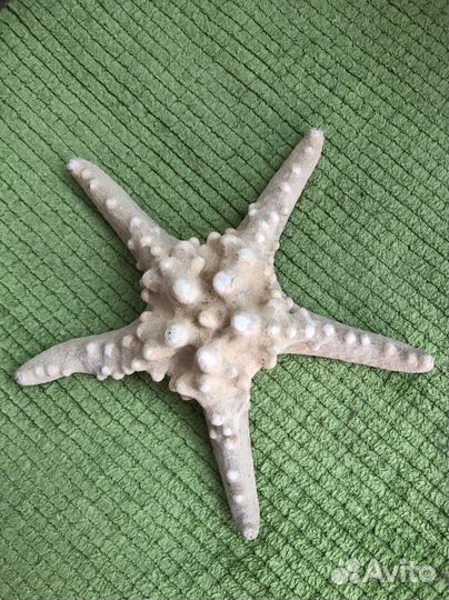 Морская звезда