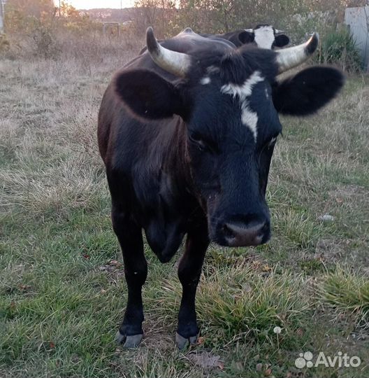 Первотелки