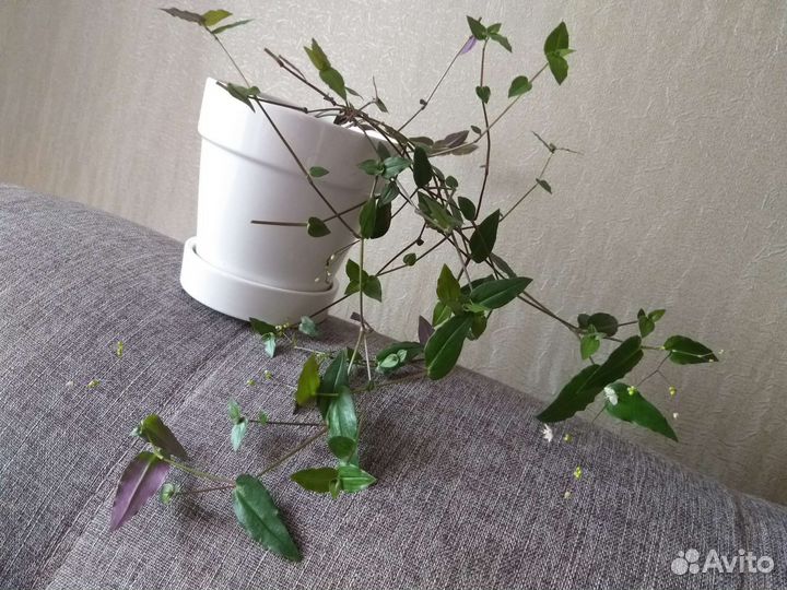 Традесканция Фата невесты