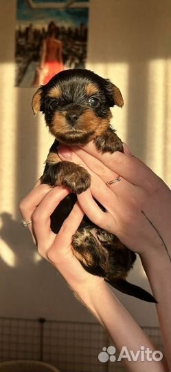 Йоркширский терьер