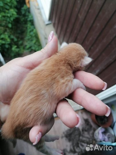 Котята, от вислоухой кошки