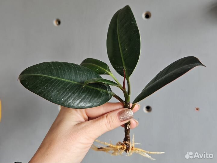 Фикус эластика каучуконосный