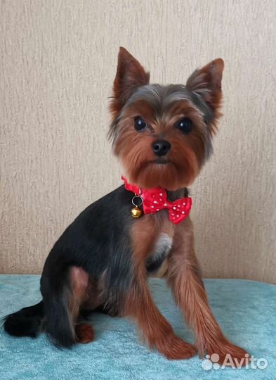 Стрижка собак