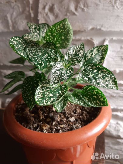 Гипоэстес Белый мрамор