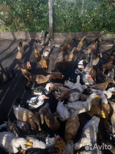 Утки индийский бегунок