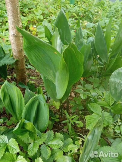 Ландыш, корневища 3 шт