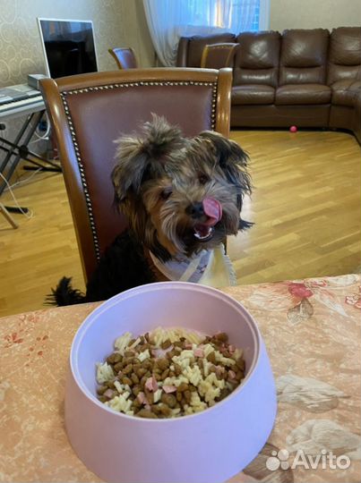 Передержка собак Надёжный Догситтер