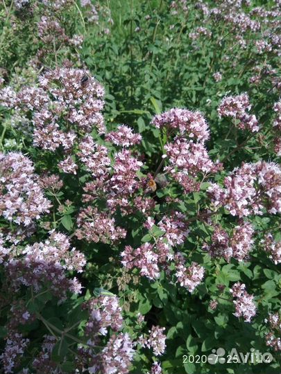 Пион, ирис, сирень, ежевика, душица, мята