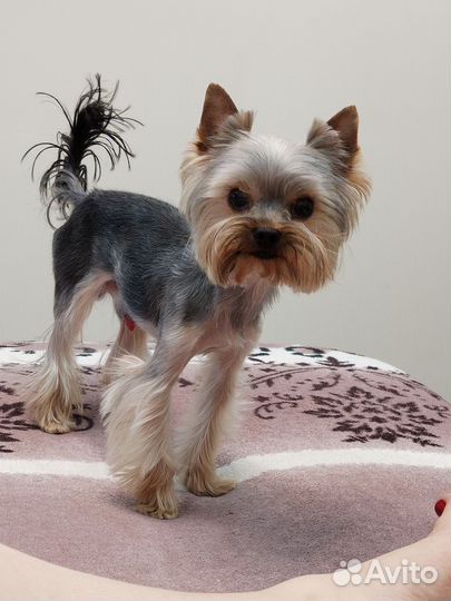 Йоркширский терьер вязка мальчик