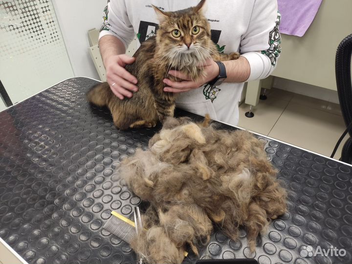 Грумер для кошек с выездом на дом