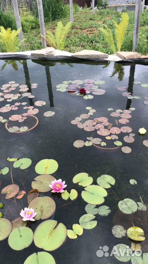 Нимфеи для пруда,водяннные лилии