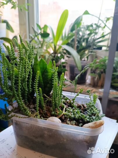 Суккуленты, стапелии