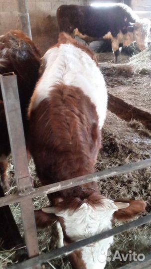 Корова стельная дойная