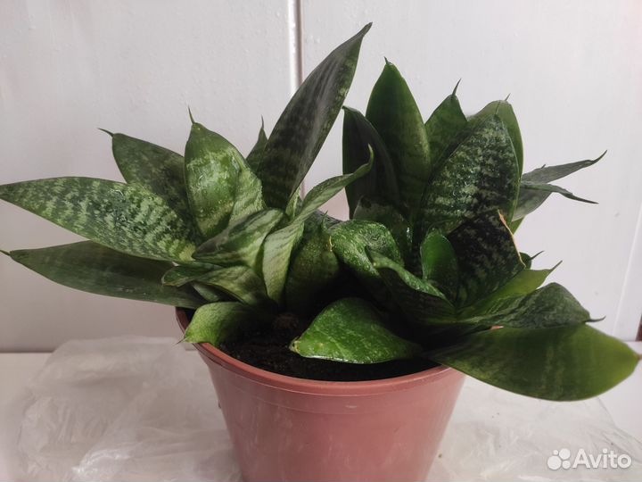 Сансевиерия