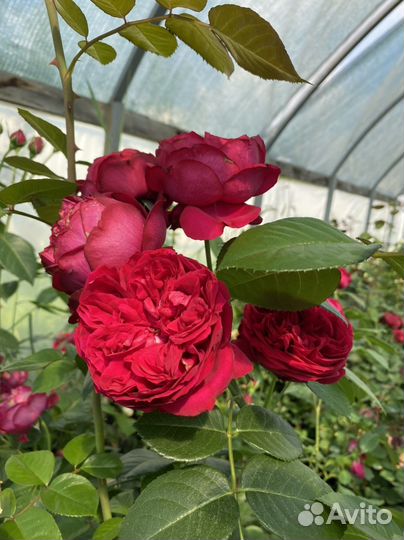 Кустовые розы саженцы