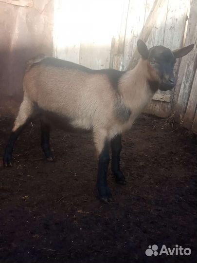 Альпийский козлик