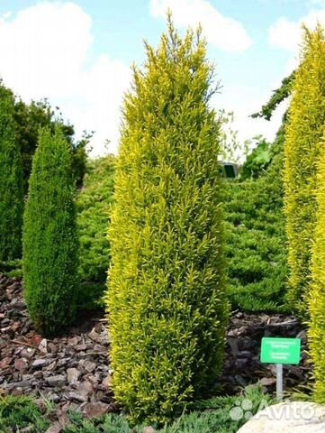 Можжевельники вертикальные, скальные