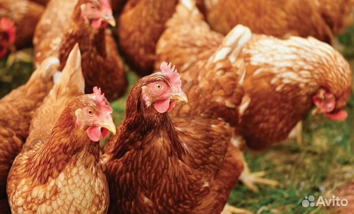 Куры несушки