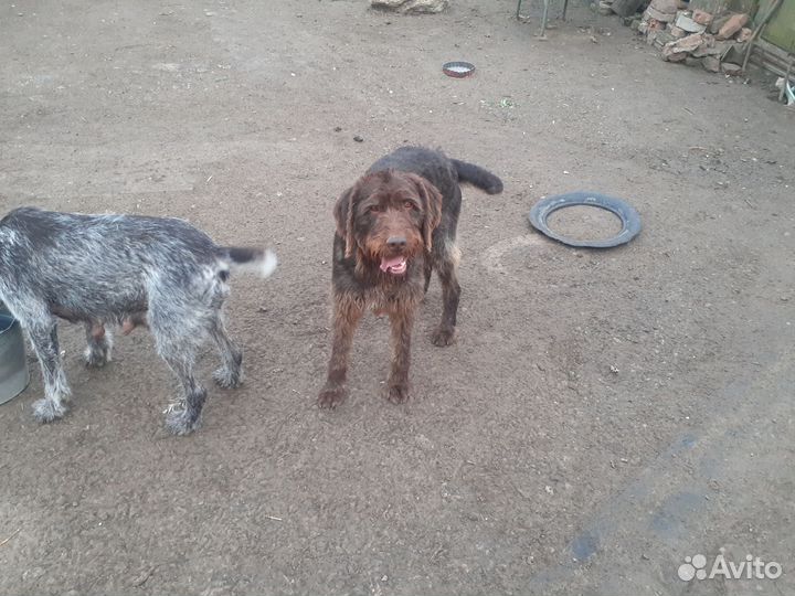 Дратхар продаю