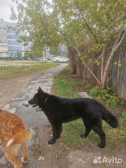 Крупная собака. Девочка, подросток в дар