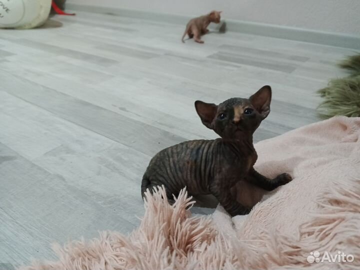 Канадский сфинкс