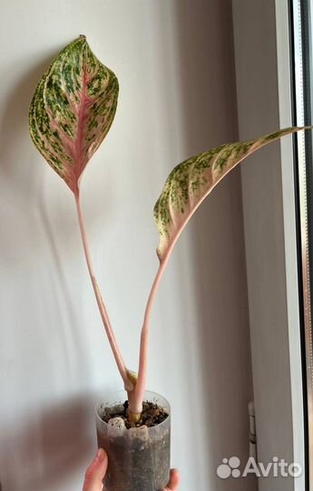 Розовая Аглаонема баттерфляй