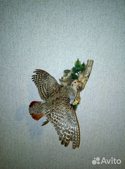 Чучело куропатки