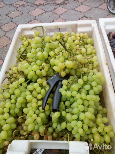 Черенки винограда столовых сортов