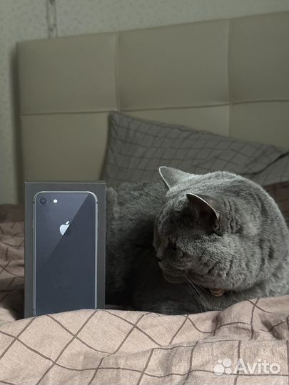 iPhone 8, 64 ГБ