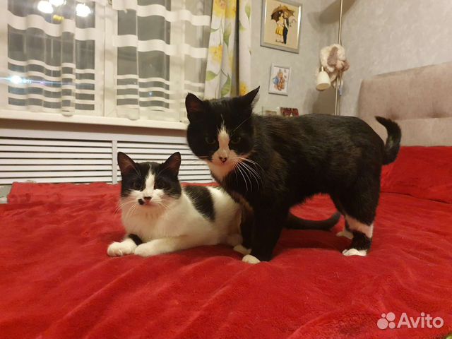 Кошечки мама с дочкой