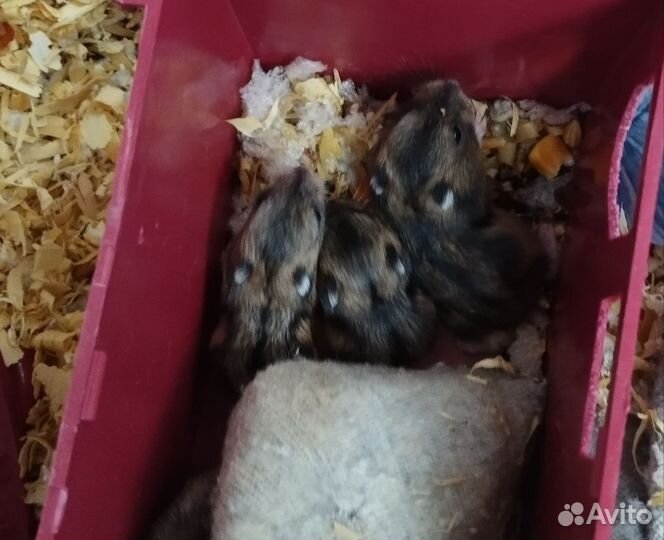 Джунгарские хомячки