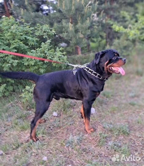 Вязка ротвейлера