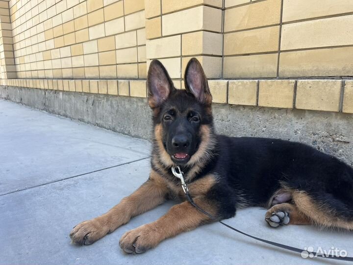 Щенки немецкой овчарки