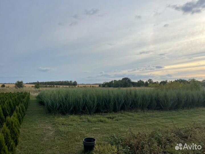 Туя Смарагд