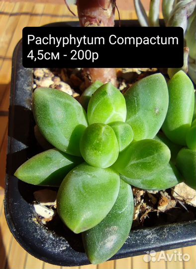 Суккуленты 2