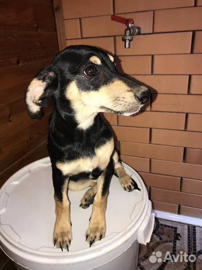 Щенок в добрые руки бесплатно