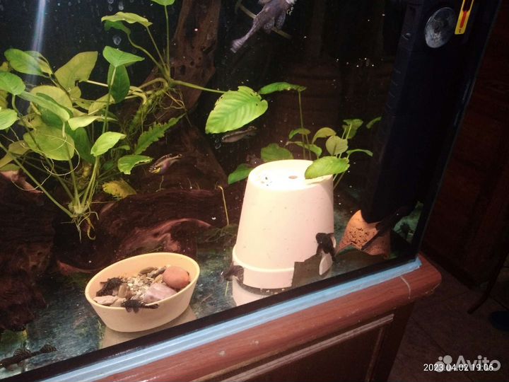 Сомики анциструсы