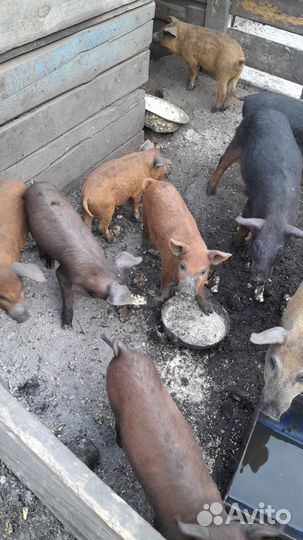 Венгерская мангалица