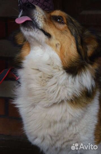 Маленький песель Бинго ищет дом