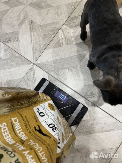 Собачий корм (сухой для щенков)