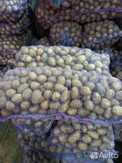 Средний картофель