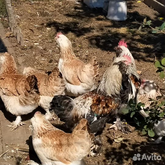 Инкубационное яицо.Фавероль