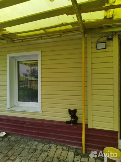 Вязка шоколадного чихуахуа мини