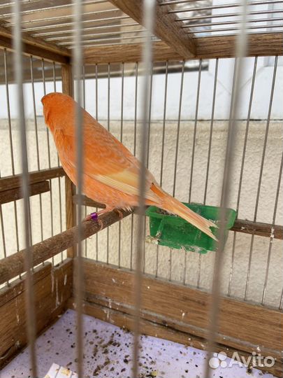 Кенари и канарейки