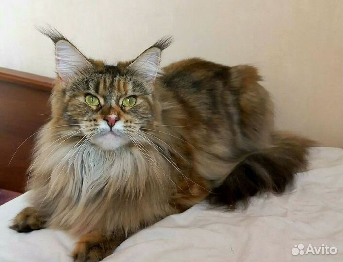 Мейн-кун котята питомник