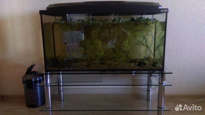 Аквариум. Рыбки. Растения