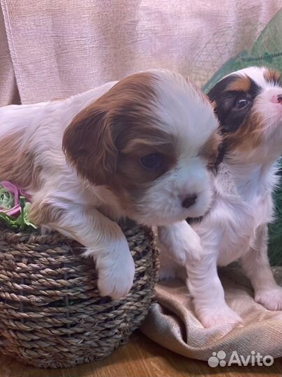 Кавалер Кинг Чарльз спаниель девочка